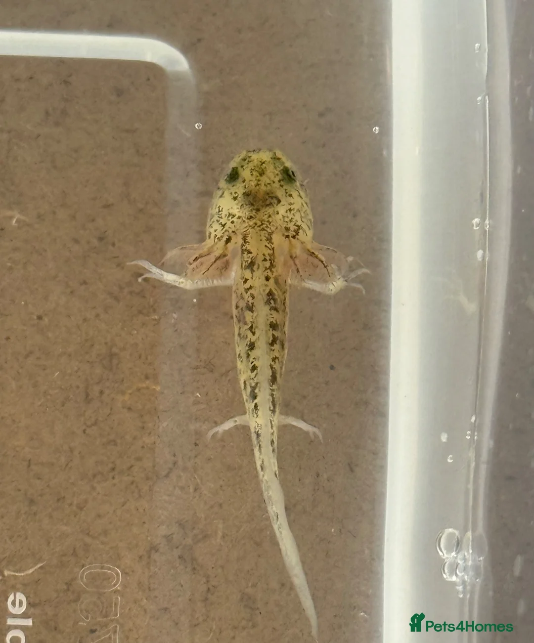 Axolotl reptiles for sale: Axolotl  - Advert 1