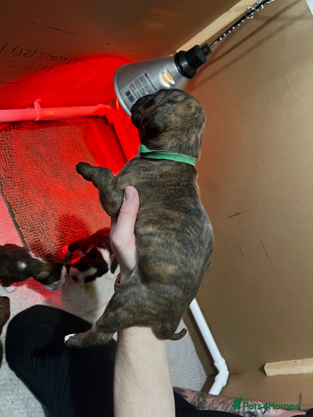 Boxer dogs for sale: Boxer Puppies UPDATED PHOTOS  - Advert 21