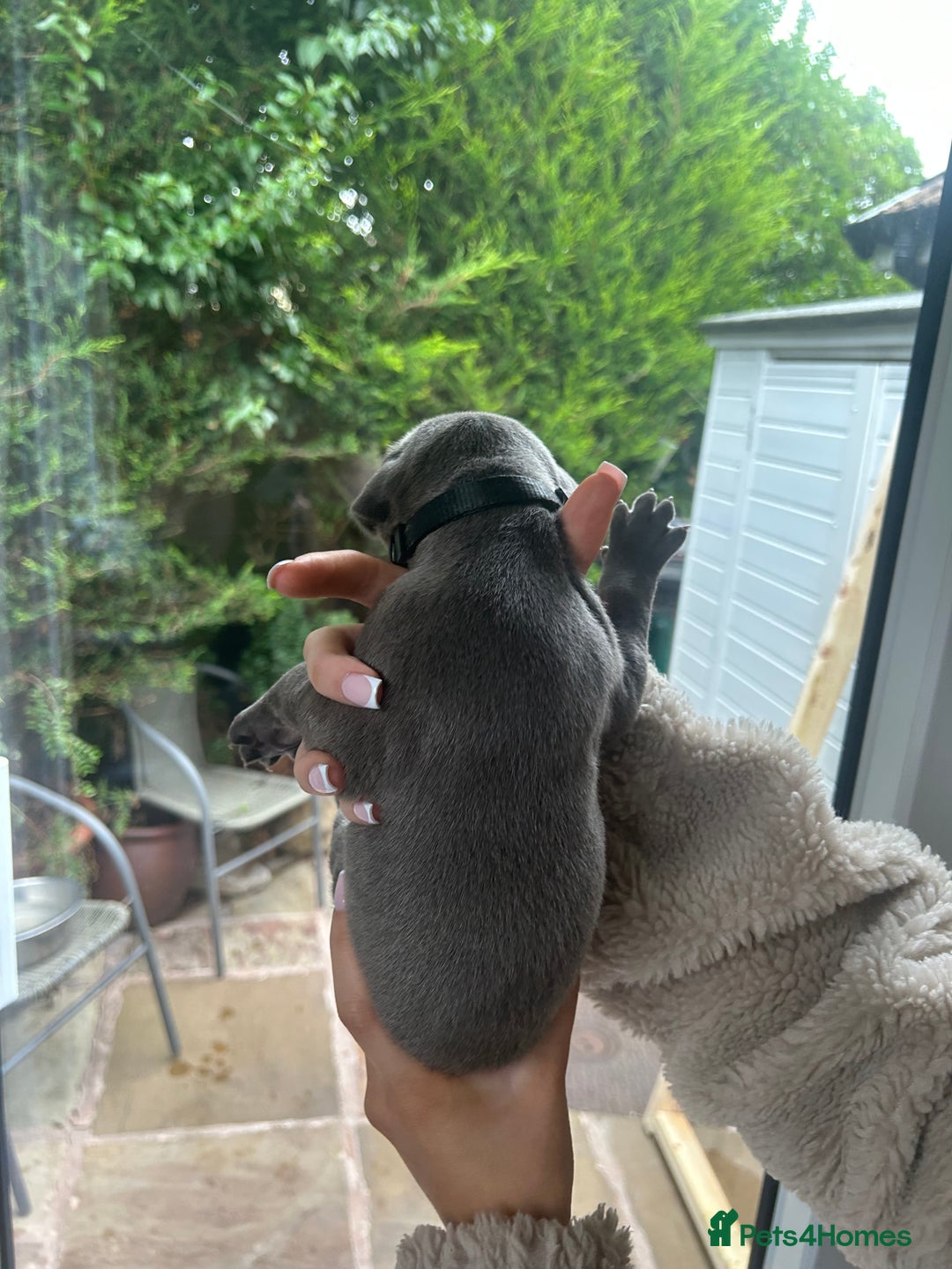 Great Dane dogs for sale: Champion Great Dane puppies for sale - Image 20