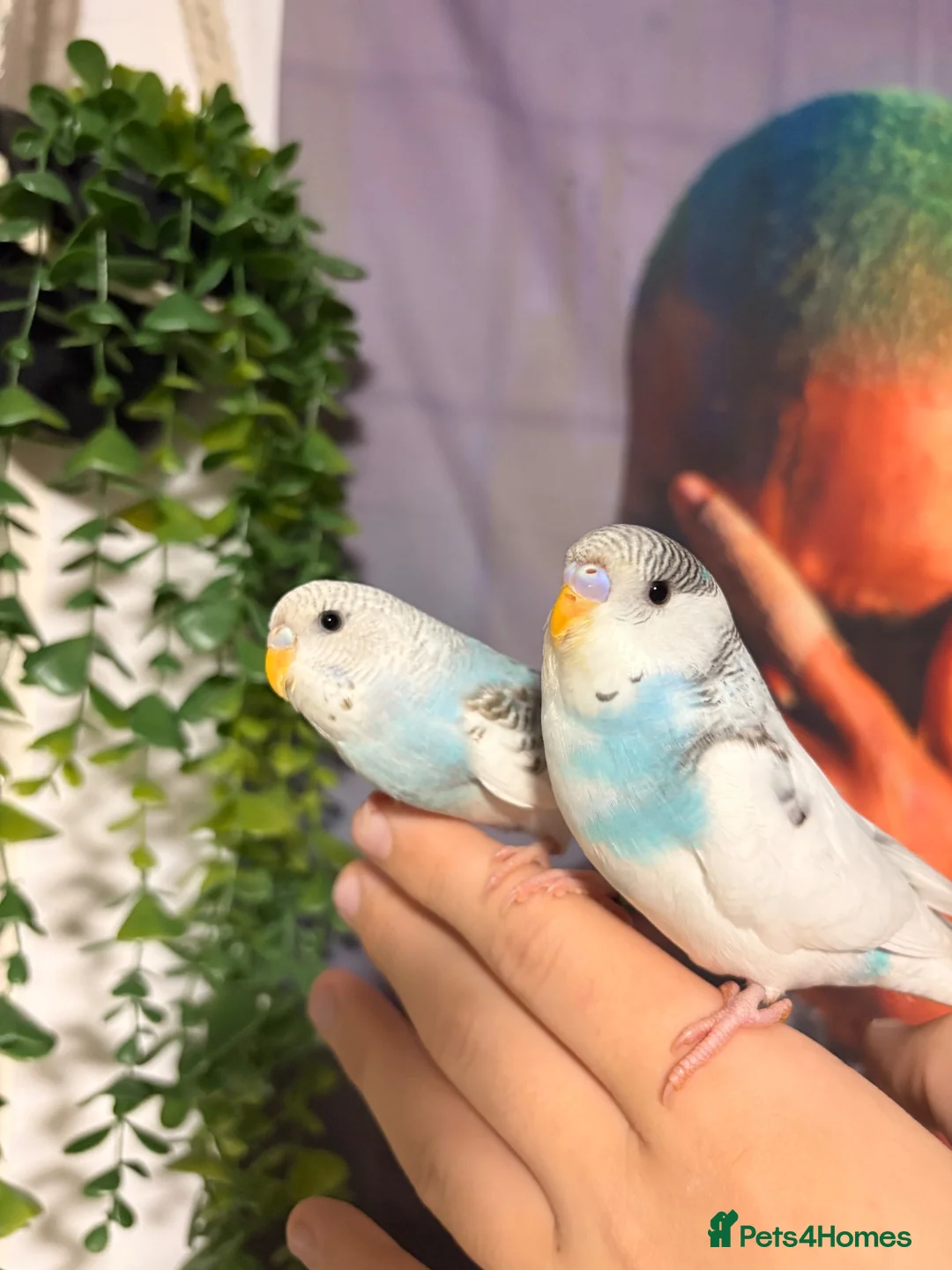 Budgerigars birds for sale: 2 budgies  in Lydney - Advert 1