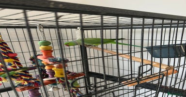 Ringnecks birds - Advert 2