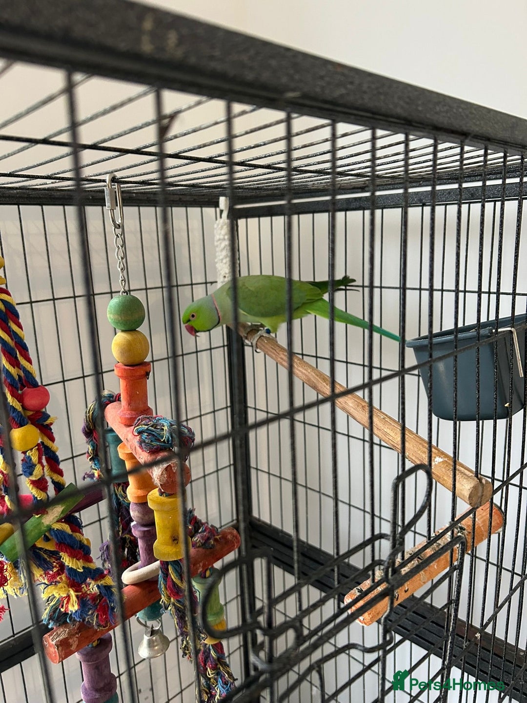 Ringnecks birds for sale: Male Green Ringneck for sale  - Image 3