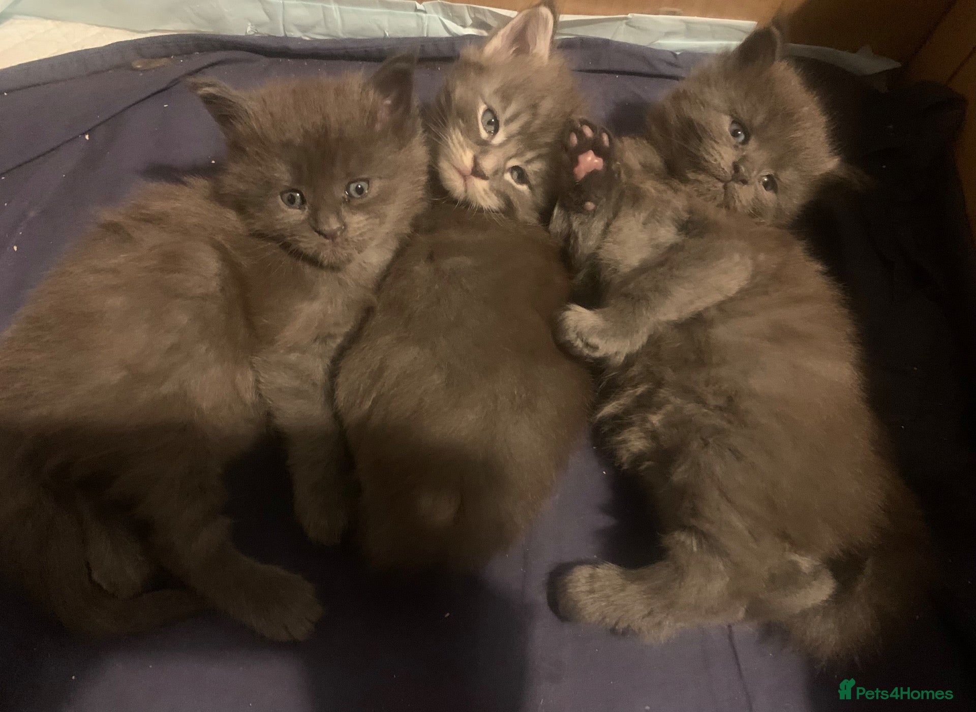 Maine Coon cats AMAZING TICA REGISTERED KITTENS - Advert 1