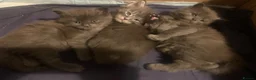 Maine Coon cats for sale: AMAZING TICA REGISTERED KITTENS - Advert 1