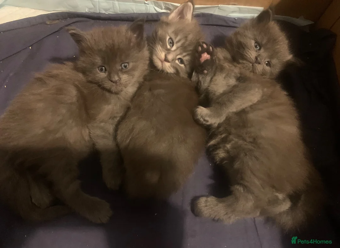 Maine Coon cats for sale: AMAZING TICA REGISTERED KITTENS - Advert 1