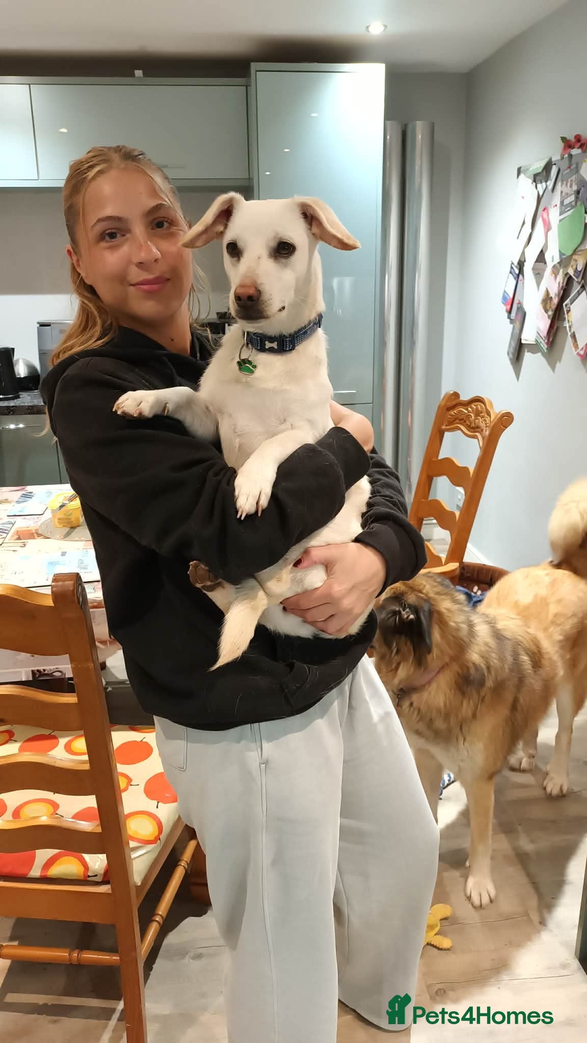 Mixed Breed dogs 🐶 MINNIE - small paws BIG personality 🐶 - Advert 3