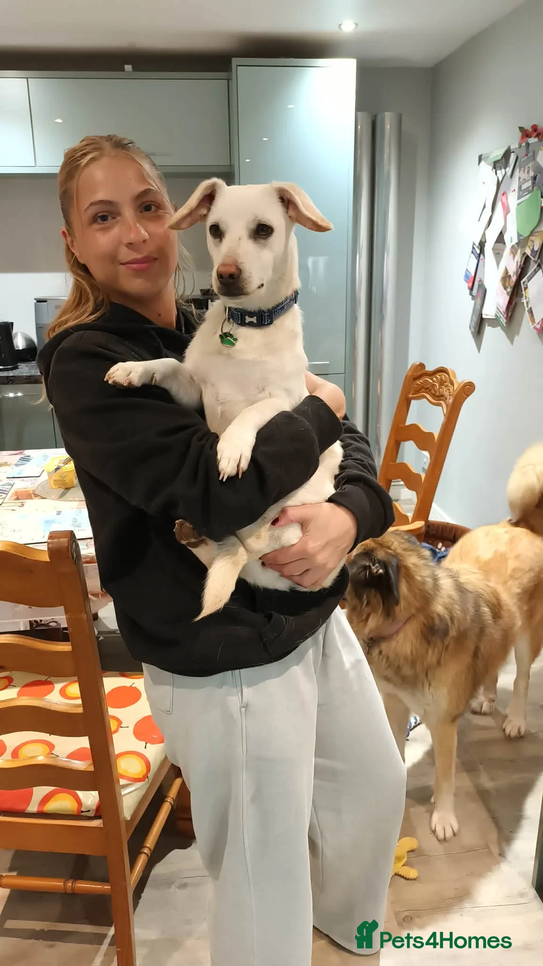 Mixed Breed dogs for adoption: 🐶 MINNIE - small paws BIG personality 🐶 - Advert 1