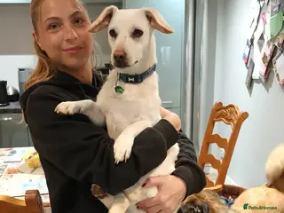 Mixed Breed dogs 🐶 MINNIE - small paws BIG personality 🐶 - Advert 3