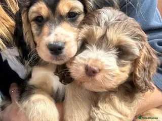 Cockapoo dogs Cockapoo - Advert 8