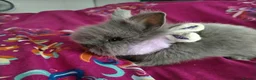 Lionhead rabbits for sale: Pure Breed Double Mained Lionhead - Advert 3