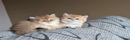 British Shorthair cats for sale: Kitten  - Advert 9