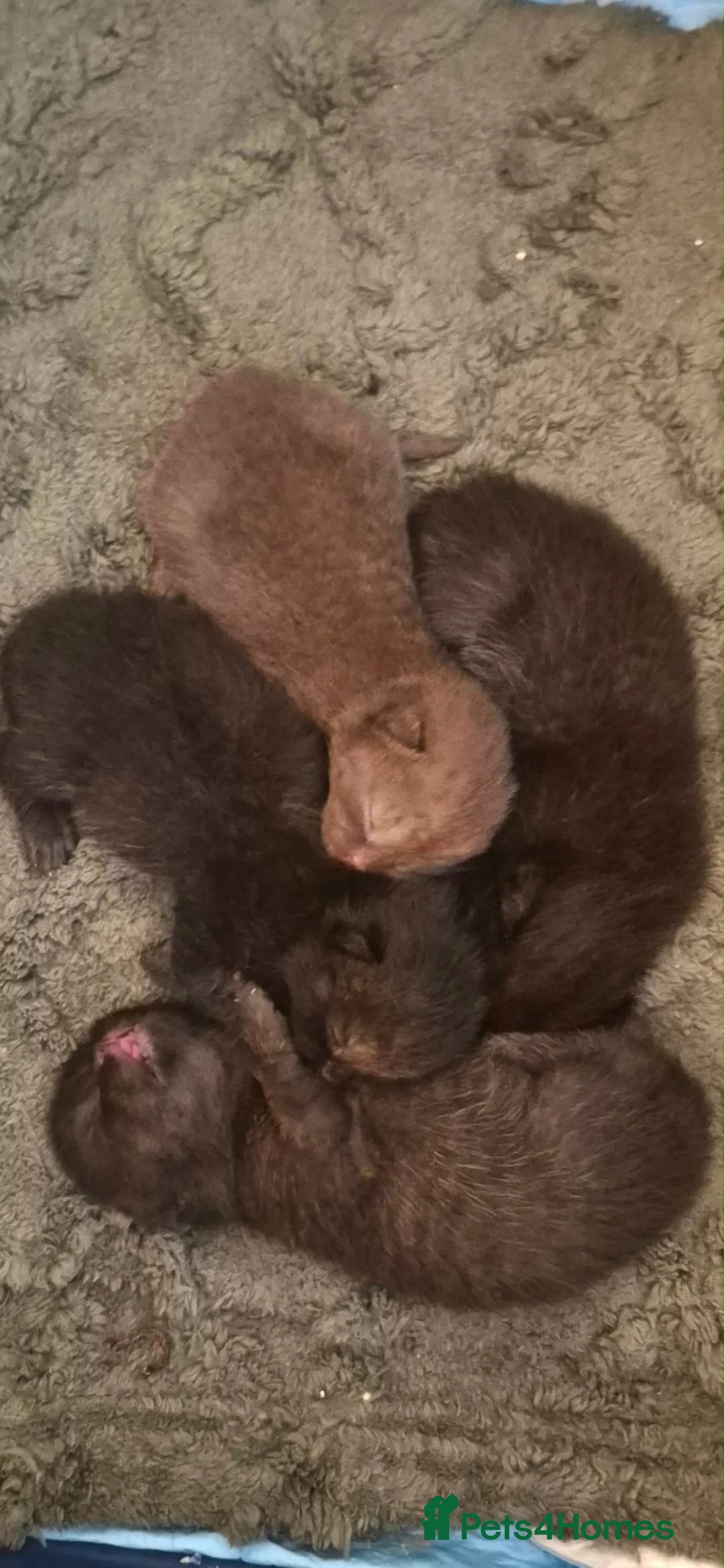 British Shorthair cats for sale: 4 British shorthair kittens  in Newton Aycliffe - Advert 2