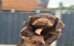 Cocker Spaniel dogs for sale: Working Cocker spaniel FTCH Bloodline  - Image 3