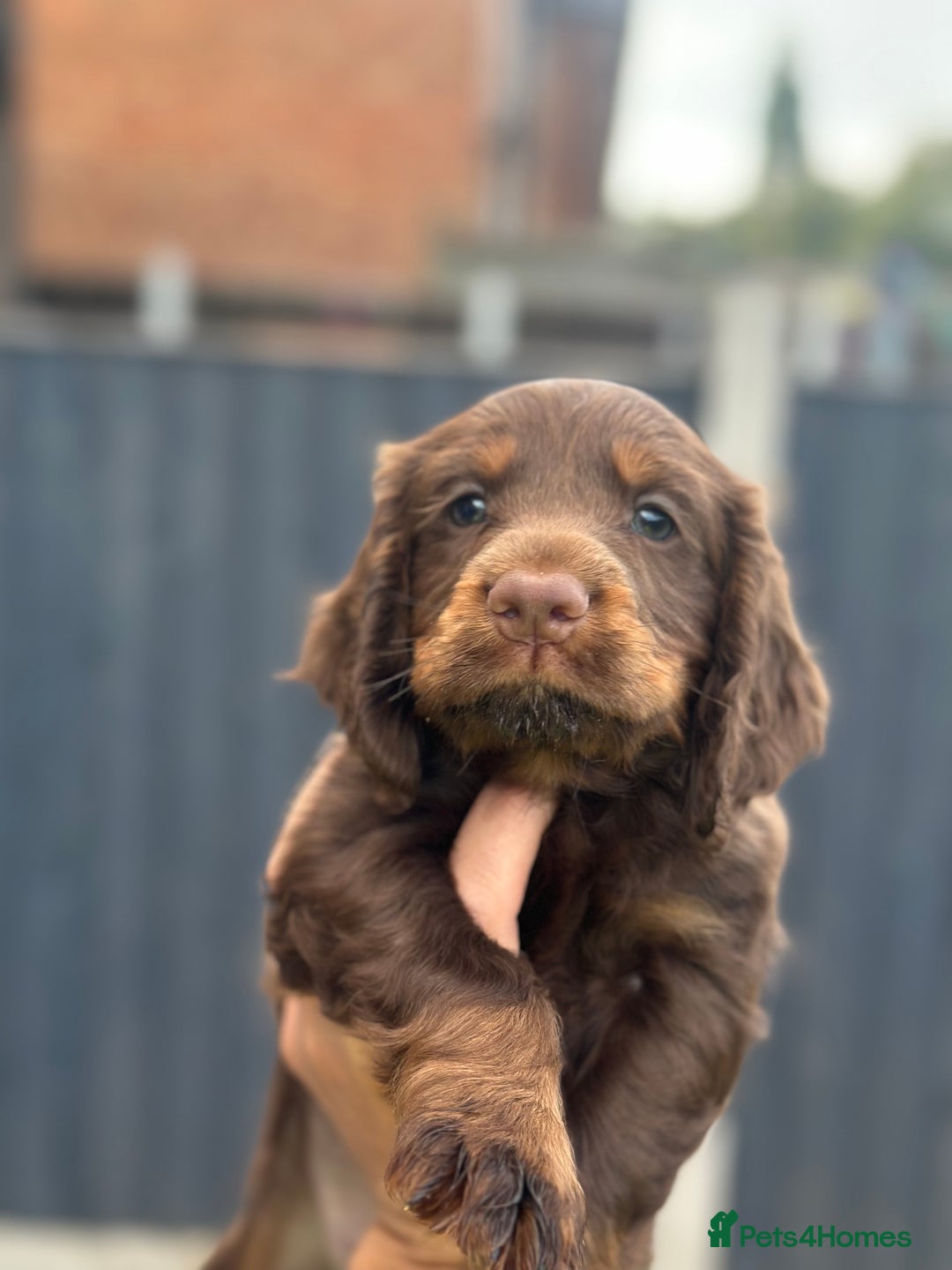 Cocker Spaniel dogs for sale: Working Cocker spaniel FTCH Bloodline  - Image 3