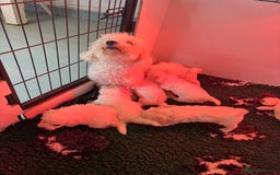 Maltipoo dogs for sale: 🤩 6 stunning Maltipoo puppies 🤩 - Image 11