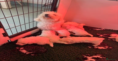 Maltipoo dogs - Advert 4