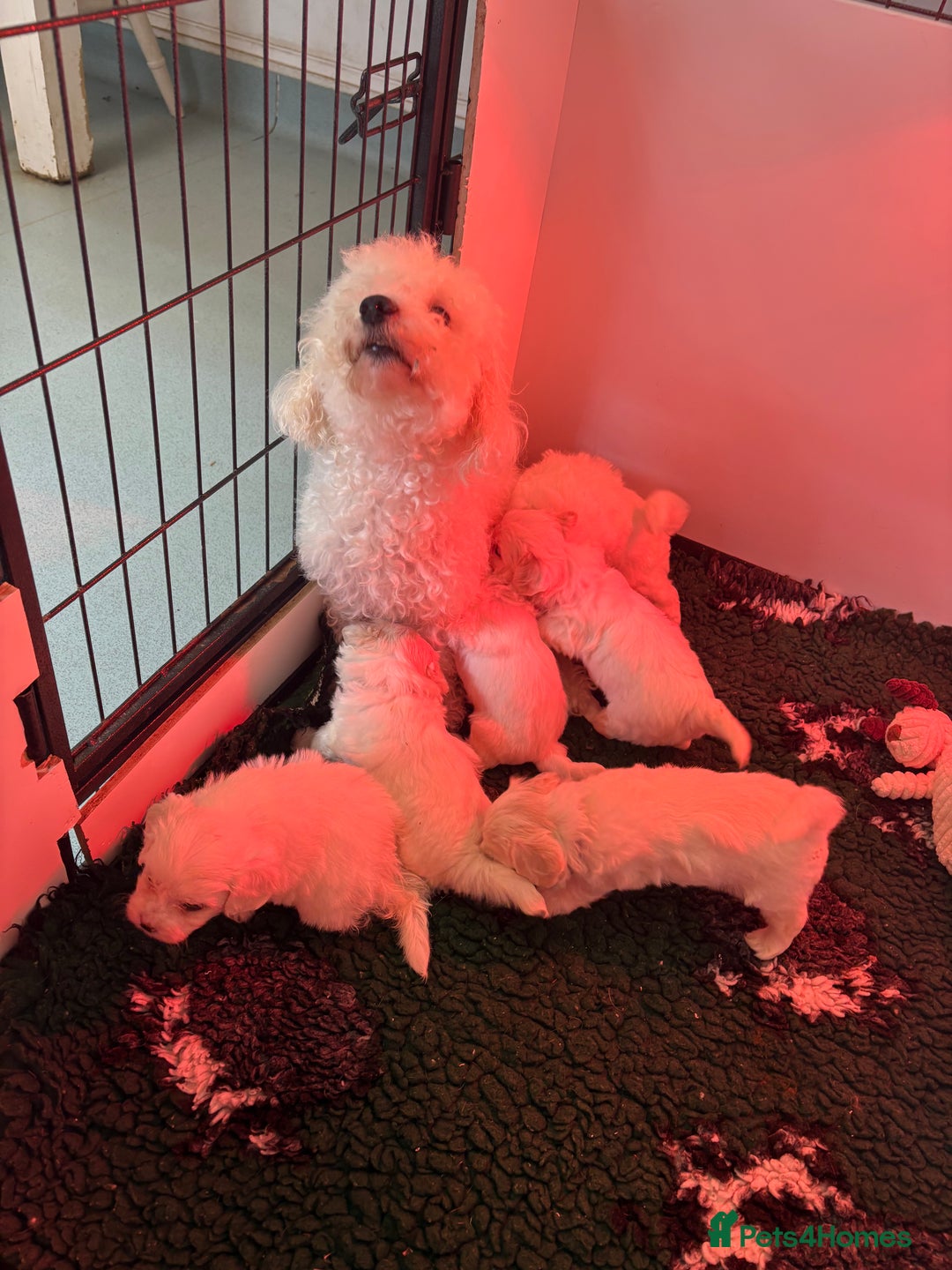 Maltipoo dogs for sale: 🤩 6 stunning Maltipoo puppies 🤩 - Image 11