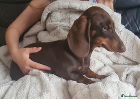 Miniature Dachshund dogs - Advert 9