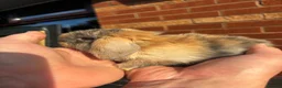 Mini Lop rabbits for sale: 🐰 Adorable Mini Lops 🐰  - Advert 5