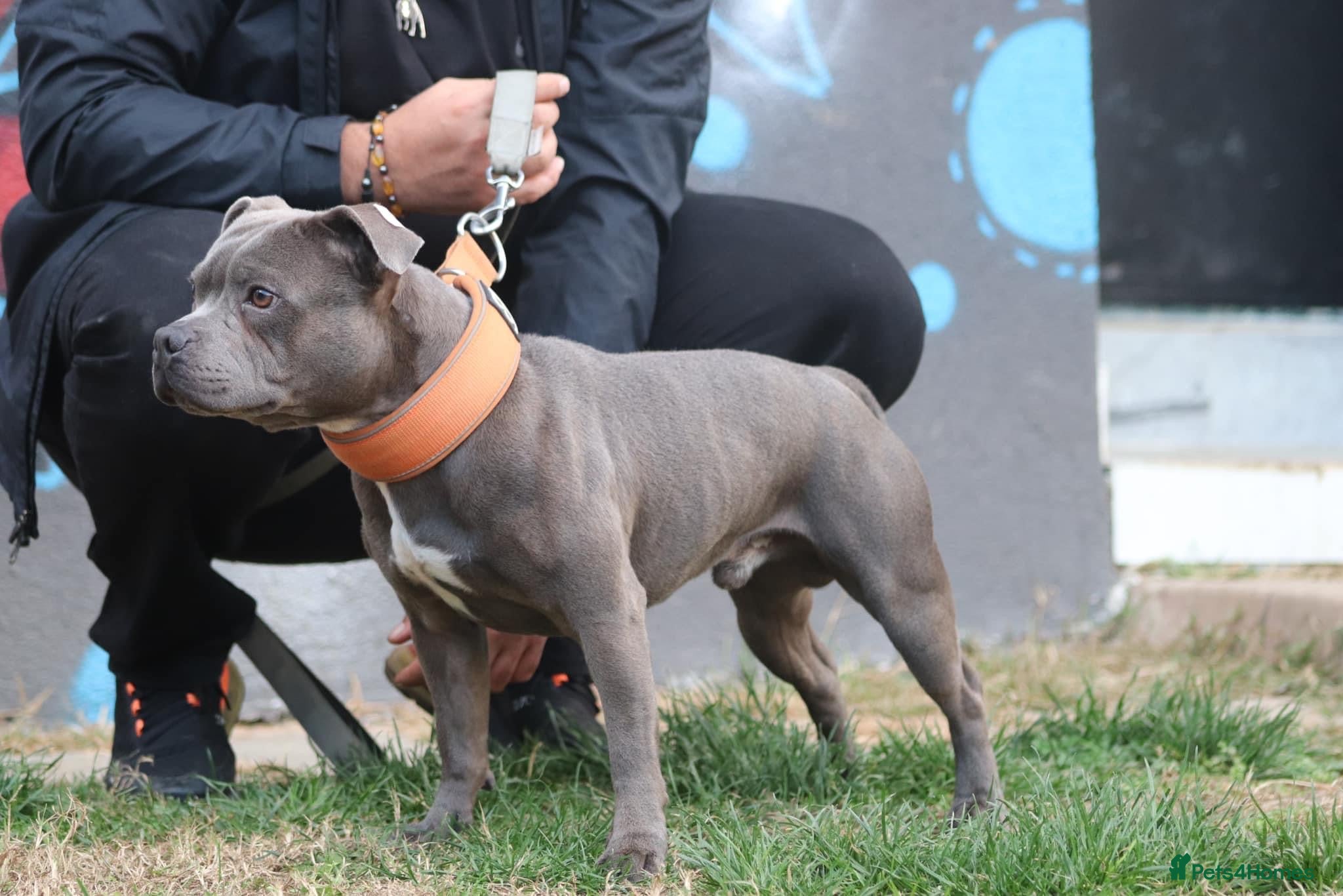 Staffordshire Bull Terrier dogs Grand champion 5⭐️LICENSED KENNEL in Wisbech - Advert 22