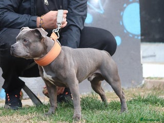 Staffordshire Bull Terrier dogs in Wisbech - Advert 11