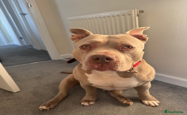 American Bully dogs - Advert 2
