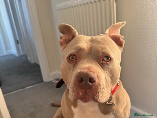 American Bully dogs - Advert 7