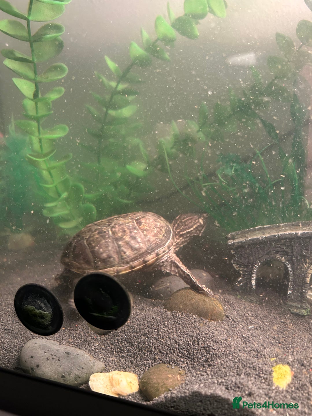 Turtle reptiles for sale: Musk Turtle , Male  - Image 3