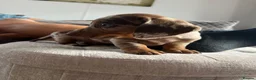 Dachshund dogs for sale: Beautiful Dachshunds  in Gloucester - Advert 31