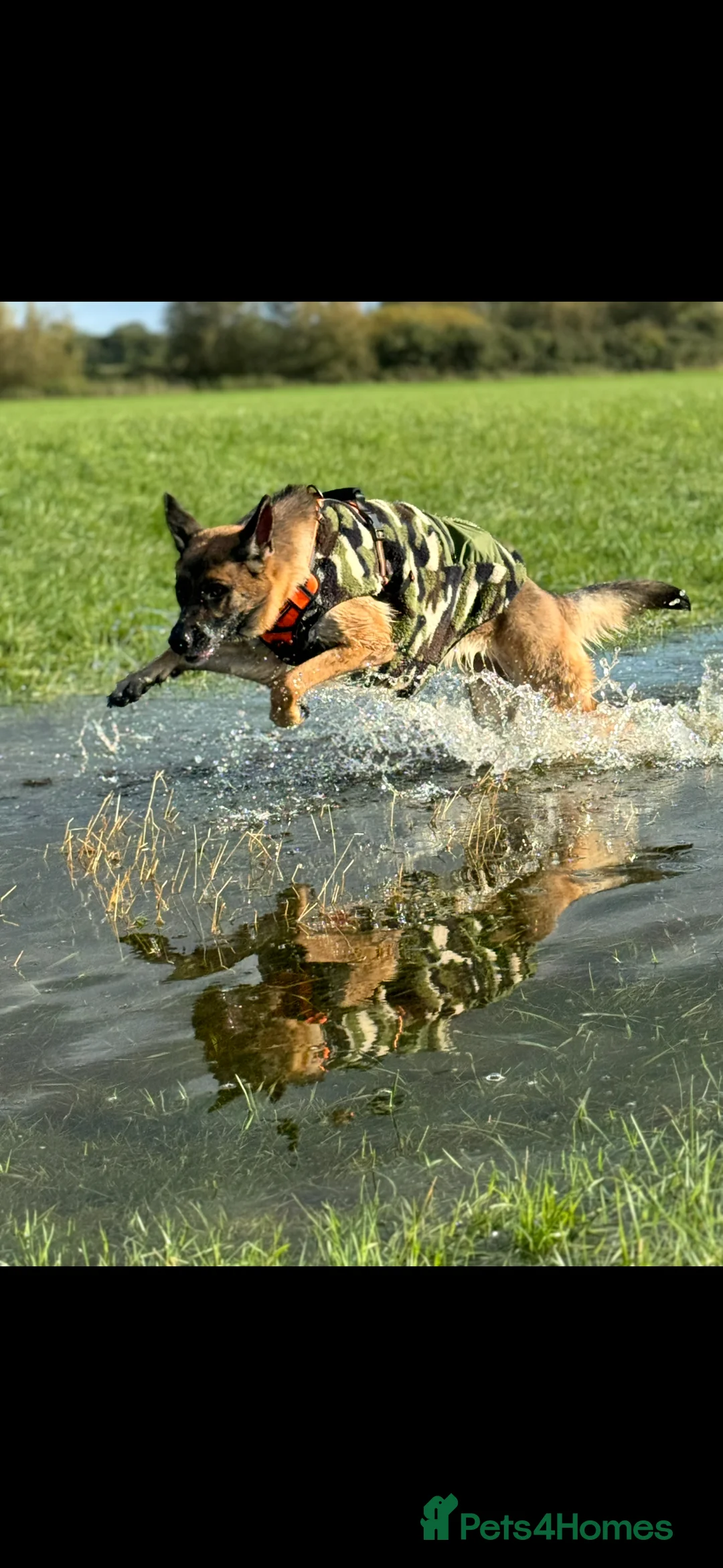 German Shepherd dogs for sale: Lula kc registered German shepherd  - Advert 6