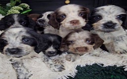 Cocker Spaniel dogs for sale: Exceptional Pedigree Show Type English Cockers  - Image 10