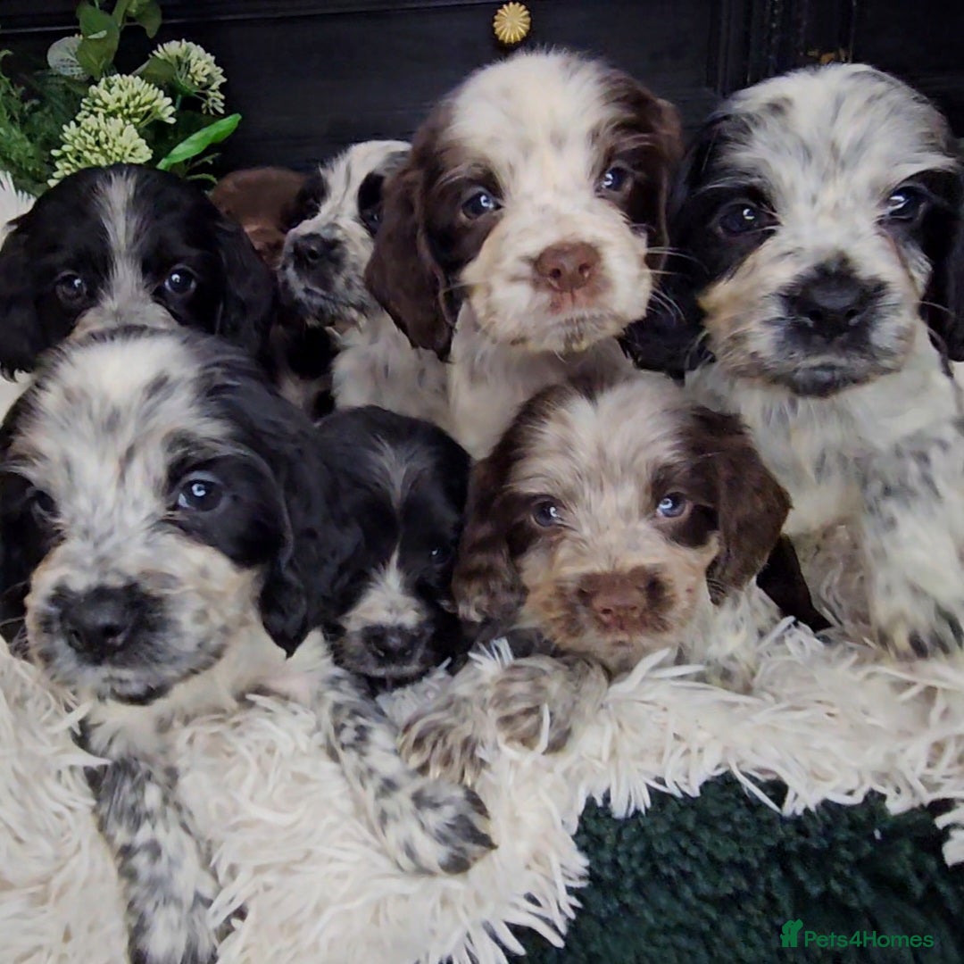 Cocker Spaniel dogs for sale: Exceptional Pedigree Show Type English Cockers  - Image 10