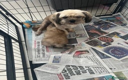 Shih Tzu dogs for sale: Shih tzu puppy  - Image 3