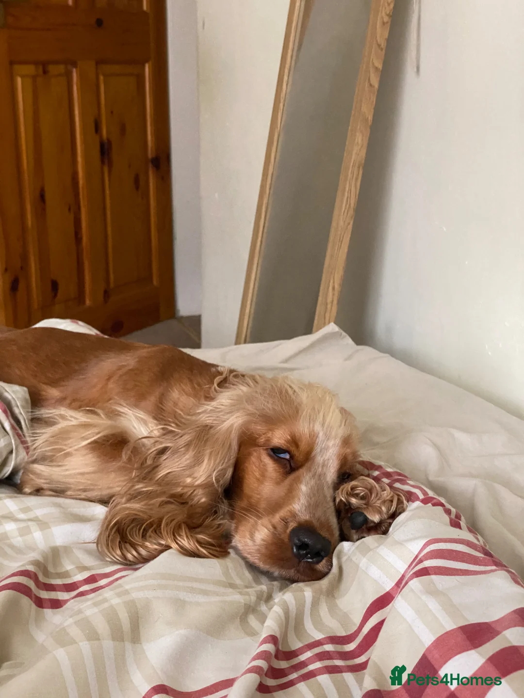 Cocker Spaniel dogs for sale: Female cocker spaniel  - Advert 4