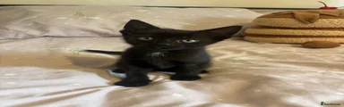 Domestic Shorthair 1