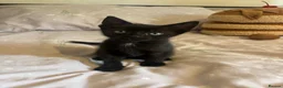 Domestic Shorthair cats for sale: 3 black kittens  - Advert 6
