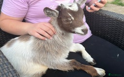 Goats livestock for sale: Gorgeous Chocolate & White Female Baby Pigmy - Image 3