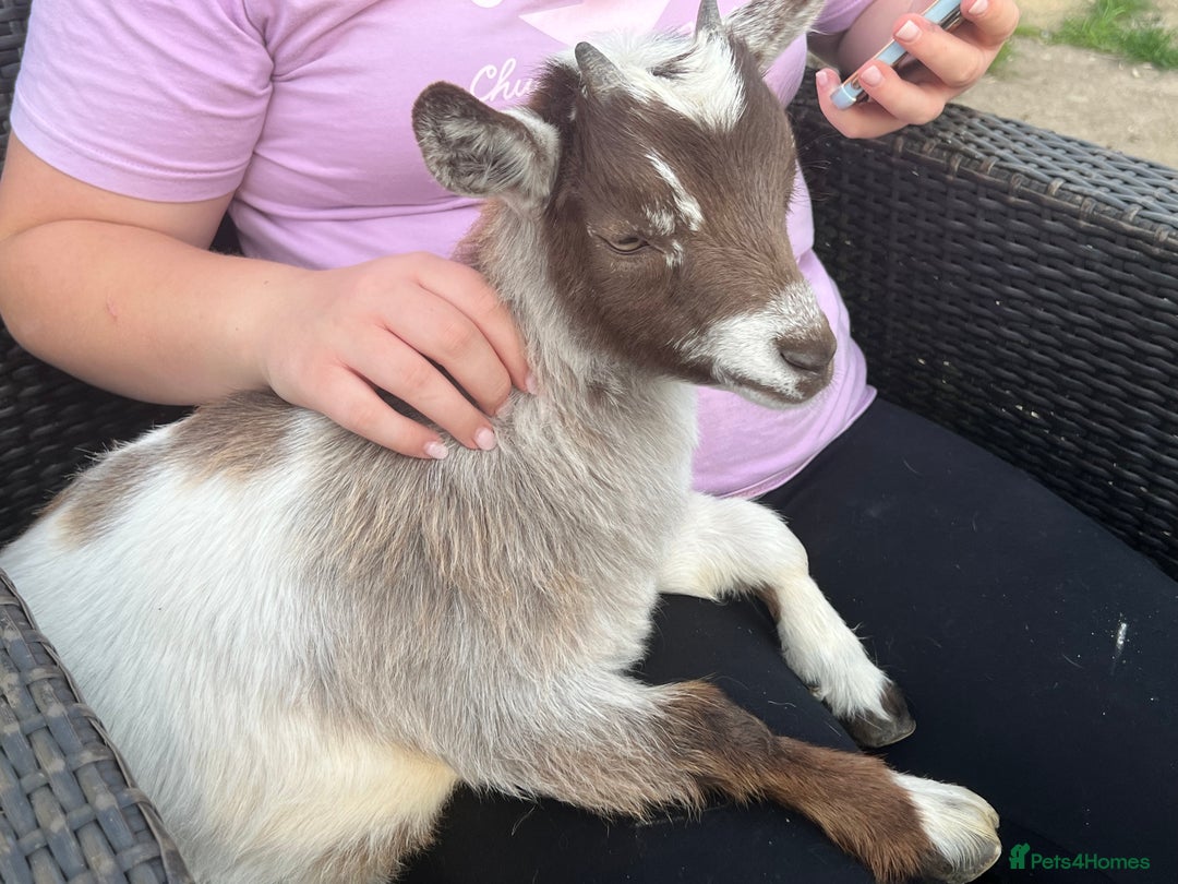 Goats livestock for sale: Gorgeous Chocolate & White Female Baby Pigmy - Image 3