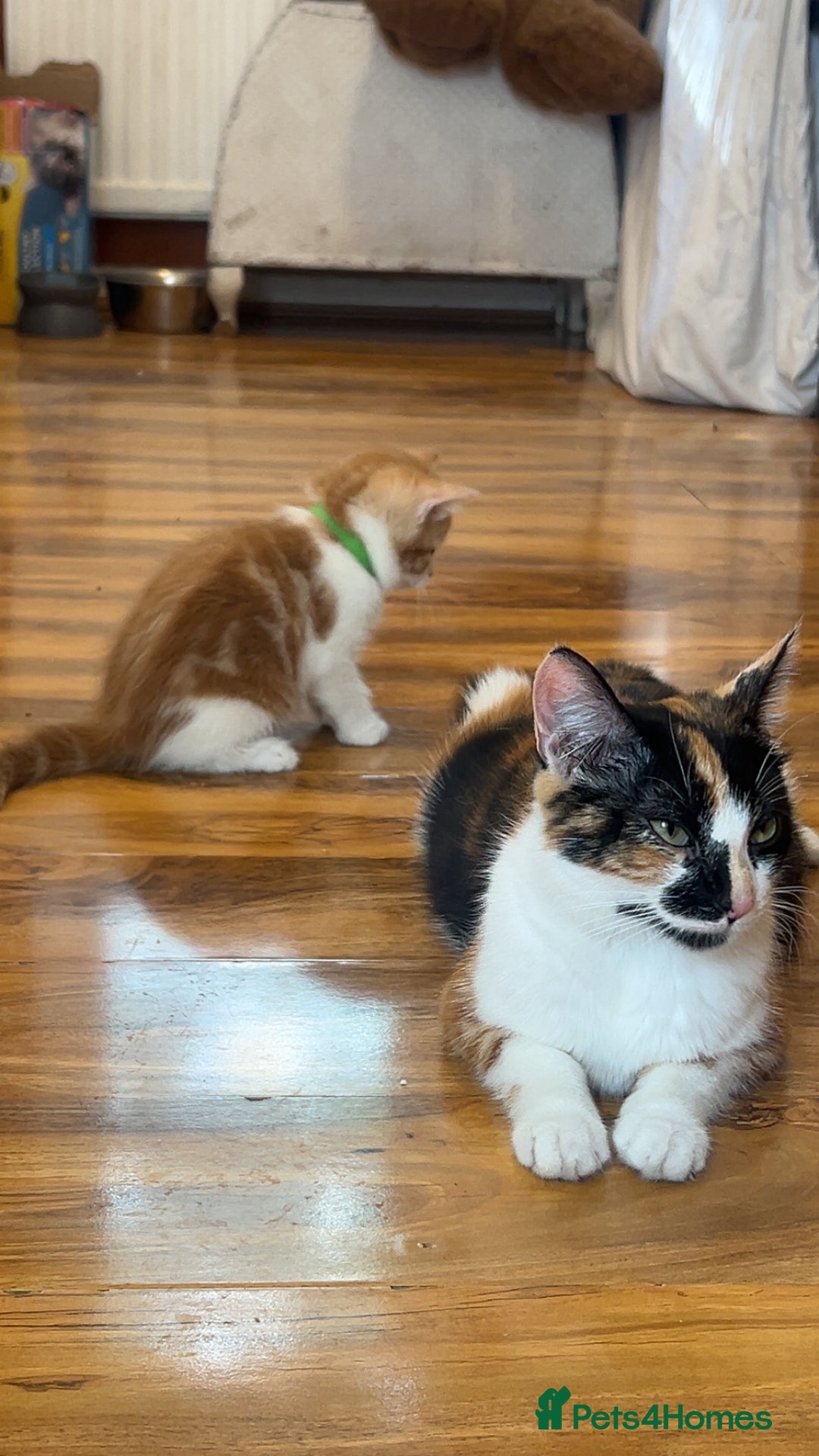 Mixed Breed cats for sale: Beautiful kittens looking for new homes!! - Image 1