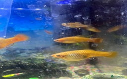 Platies fish for sale: Patties for sale - Advert 2