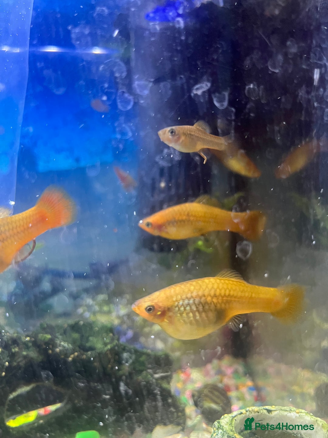 Platies fish for sale: Patties for sale - Advert 2