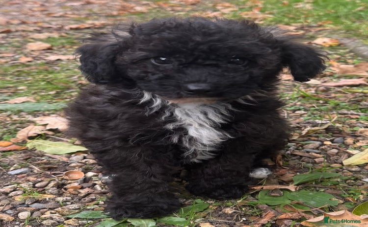 Poochon dogs - Advert 3