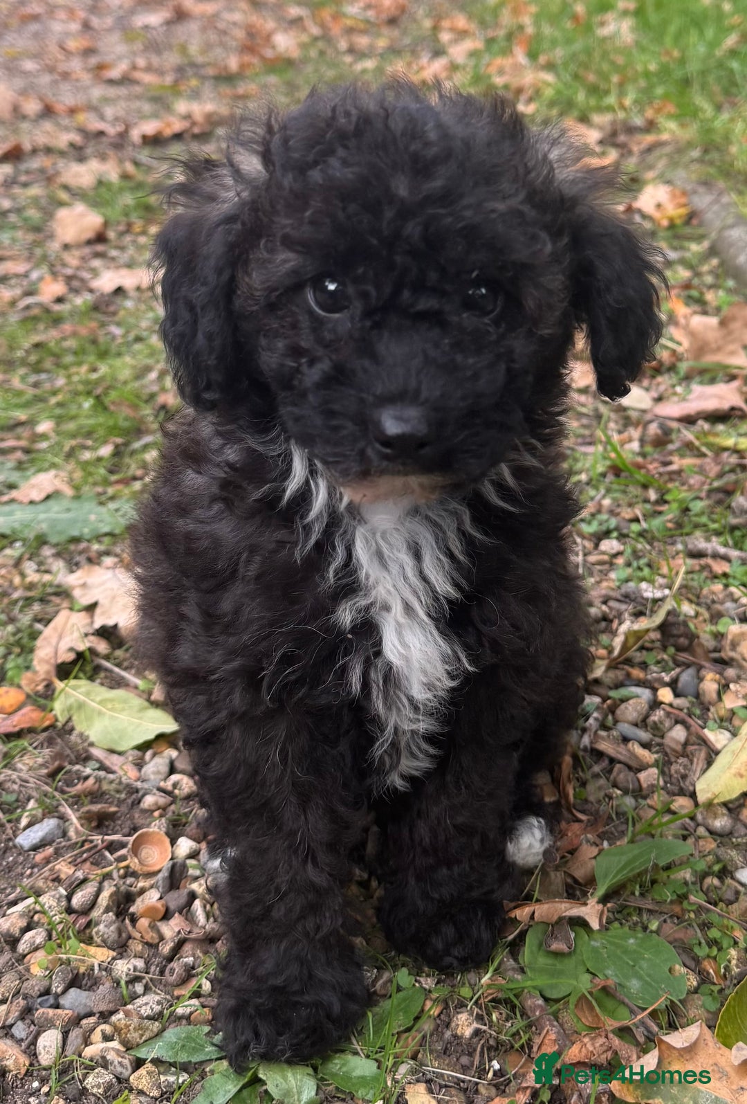 Poochon dogs for sale:  F1b poochon pups health tested parents licensed  - Image 1