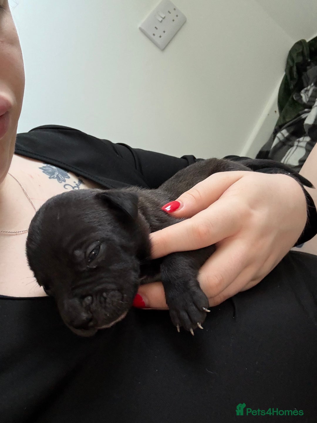 Staffordshire Bull Terrier dogs for sale: Staffy Pups  - Advert 3