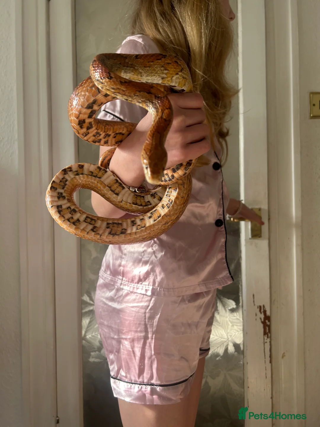 Corn Snake reptiles for sale: Beautiful corn snake and full set up  - Advert 1