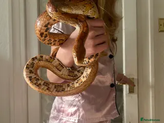 Corn Snake reptiles Beautiful corn snake and full set up - Advert 13