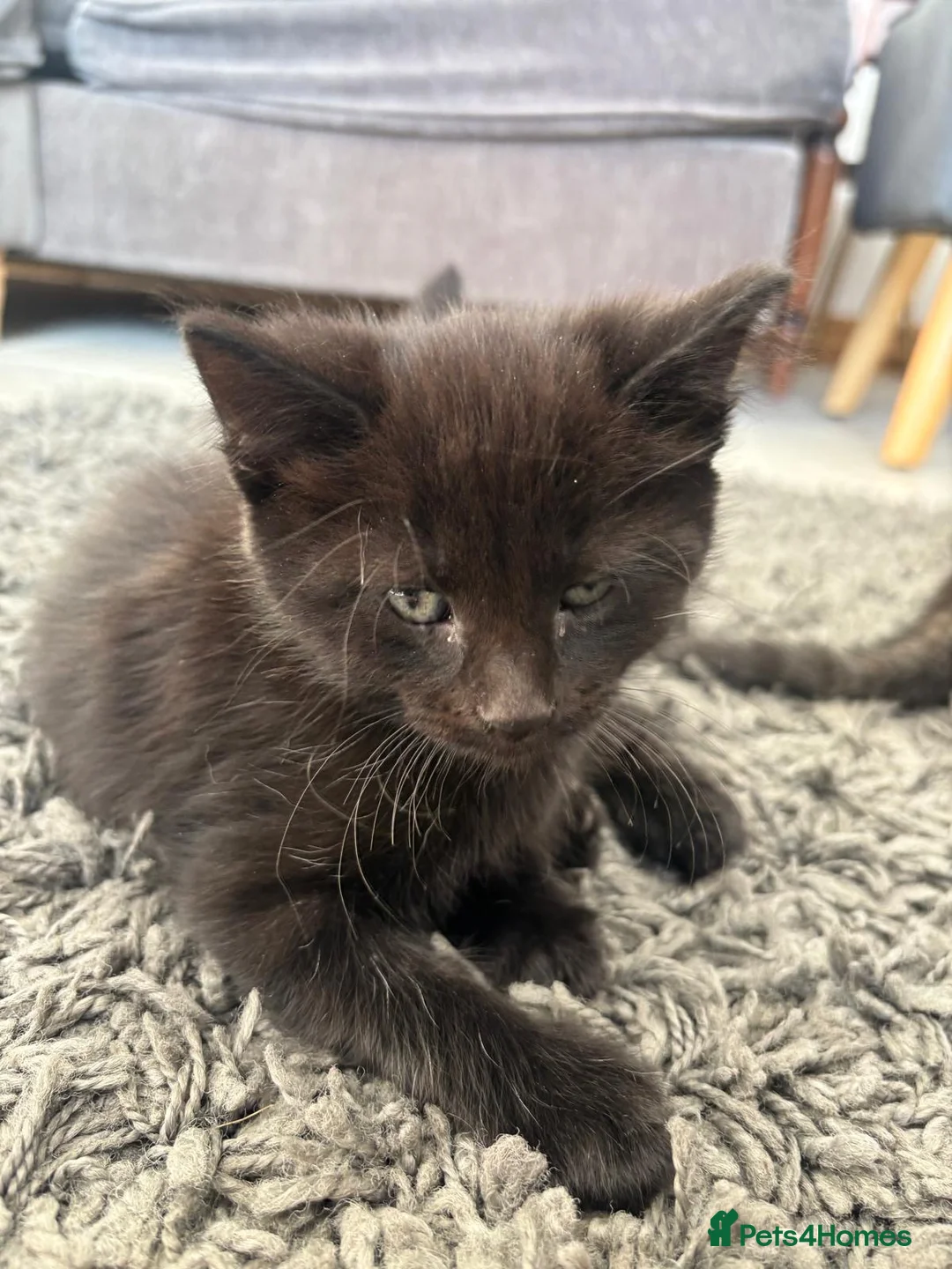 Domestic Shorthair cats for sale: Litter of kittens - Advert 2