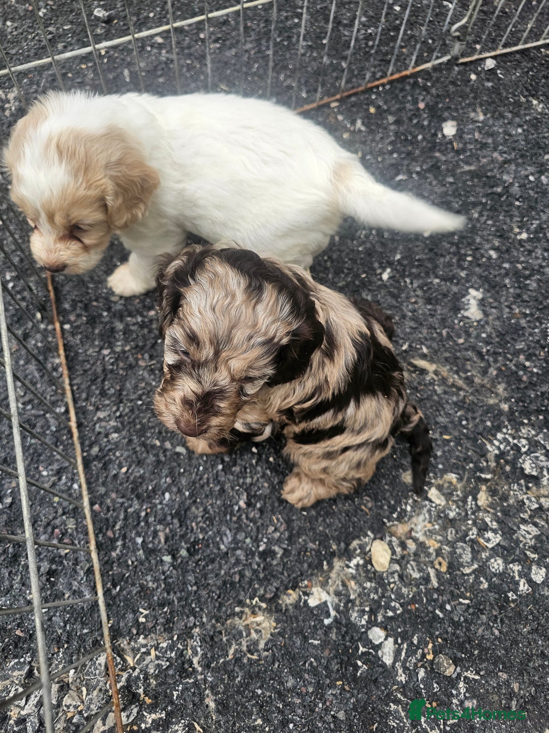 Cockapoo dogs for sale: Cockapoo puppies 🐶  - Image 33