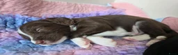 Mixed Breed dogs for sale: Bordoodle X Springer Spaniel puppies  - Advert 20