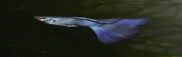 Cichlids fish for sale: GUPPIES / cichlids / SHRIMP/ platty  - Advert 5